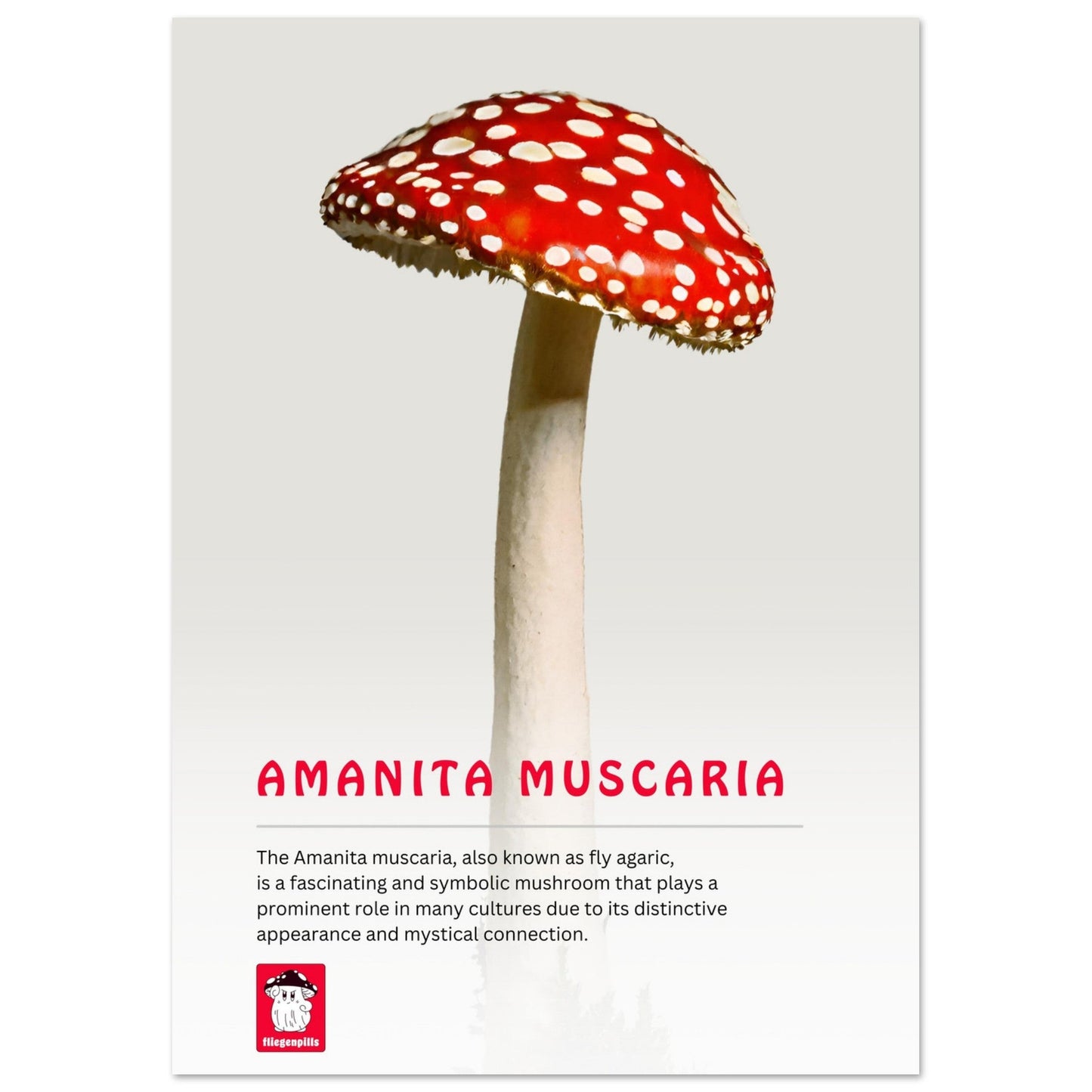 Premium Poster - Fliegenpills - Fliegenpilz Pulver getrocknet kaufen