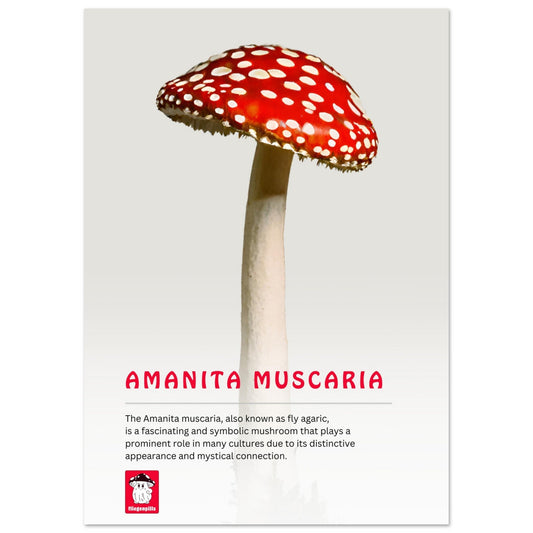 Premium Poster - Fliegenpills - Fliegenpilz Pulver getrocknet kaufen