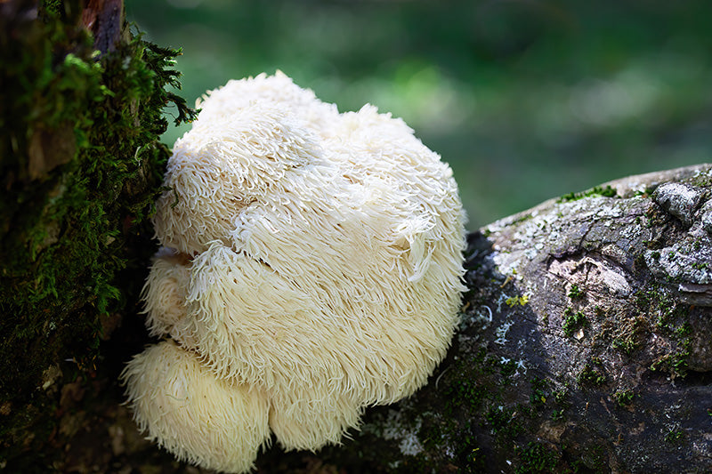 Lions Mane kaufen bei Fliegenpills